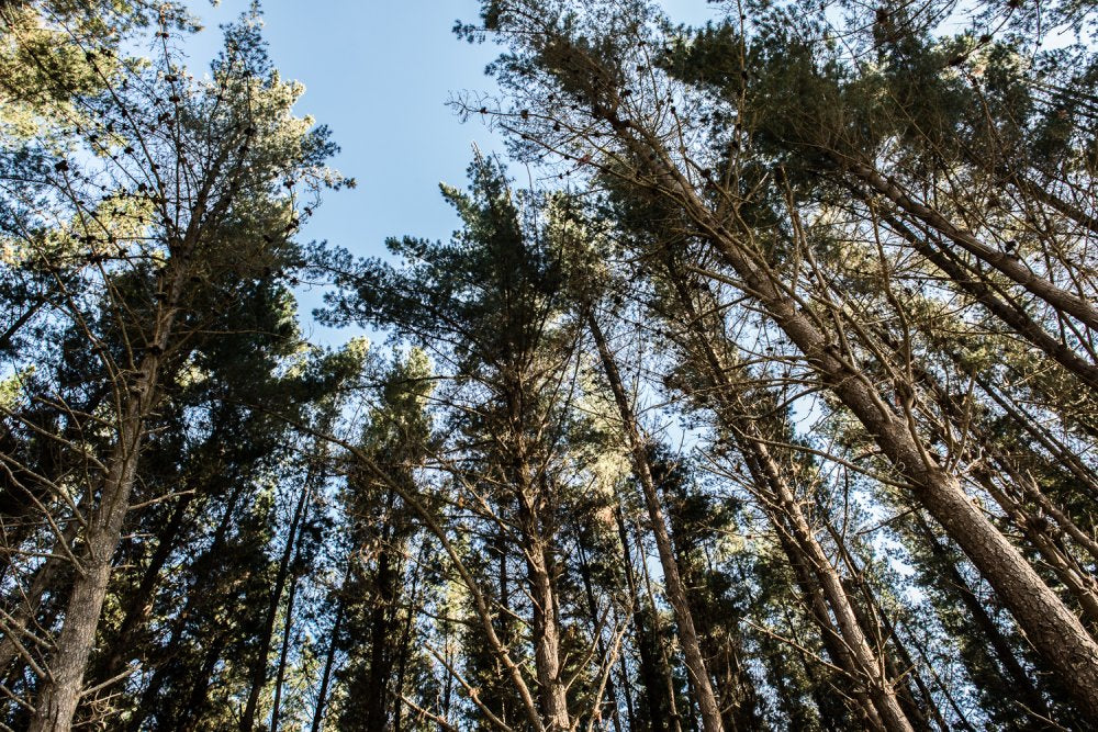 1. Timber
